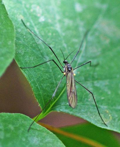Gnophomyia sp.
